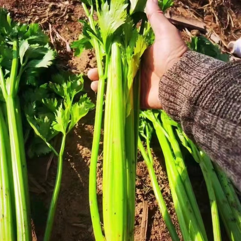 芹菜苗子西芹苗文图拉芹菜苗美国西芹皇后穴盘芹菜苗