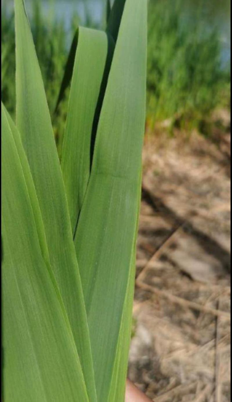 粽子叶野生芦苇叶大量上市可长期供应寻长期合作