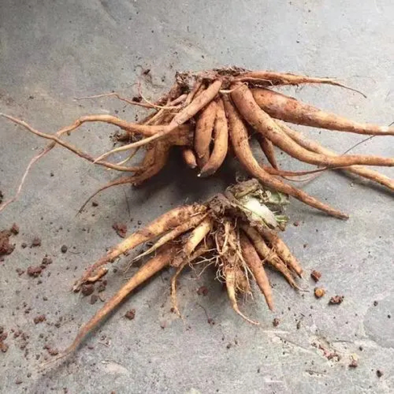 大蓟根，炖汤特别鲜，有需要的联系我