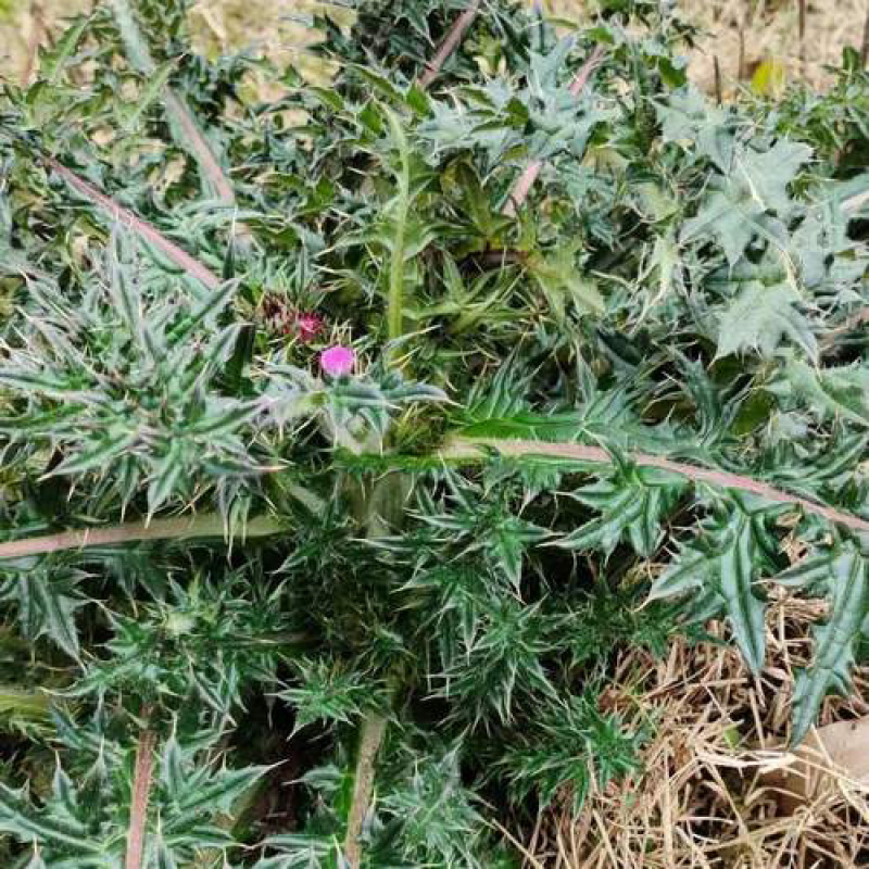 大蓟根，炖汤特别鲜，有需要的联系我