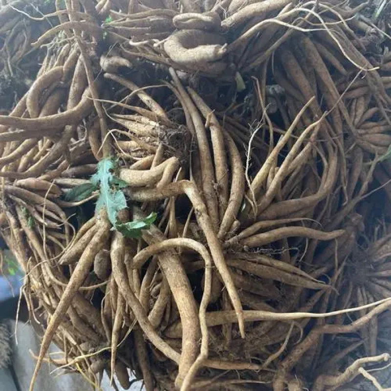 大蓟根，炖汤特别鲜，有需要的联系我