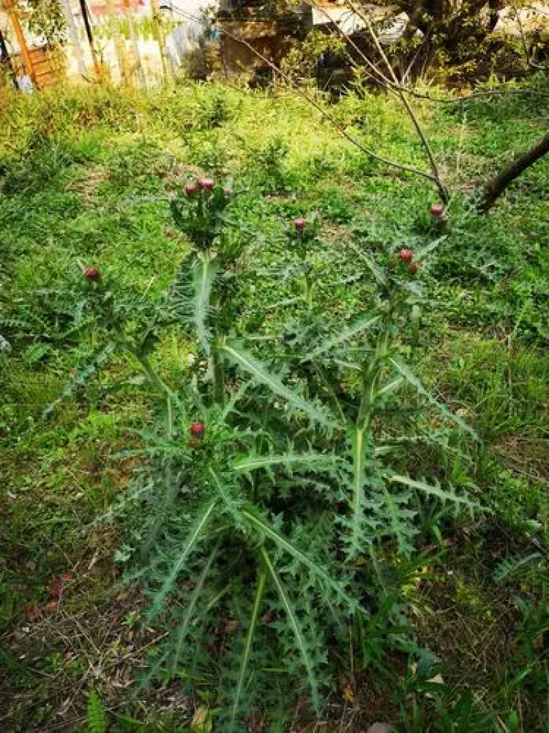大蓟根，炖汤特别鲜，有需要的联系我