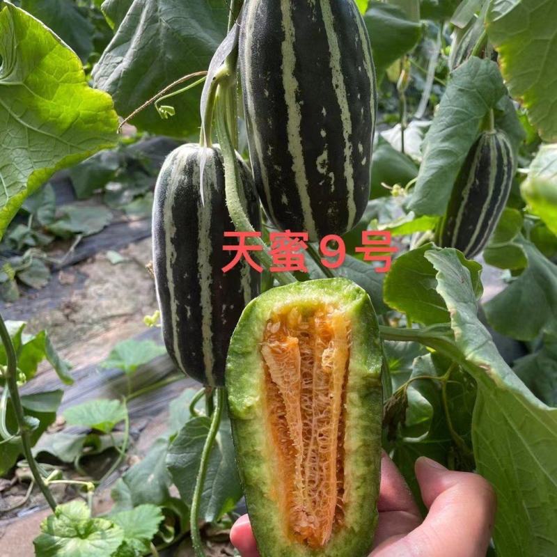 山东青州博洋九甜瓜大量上市！另有羊角蜜，绿宝，星甜二十等