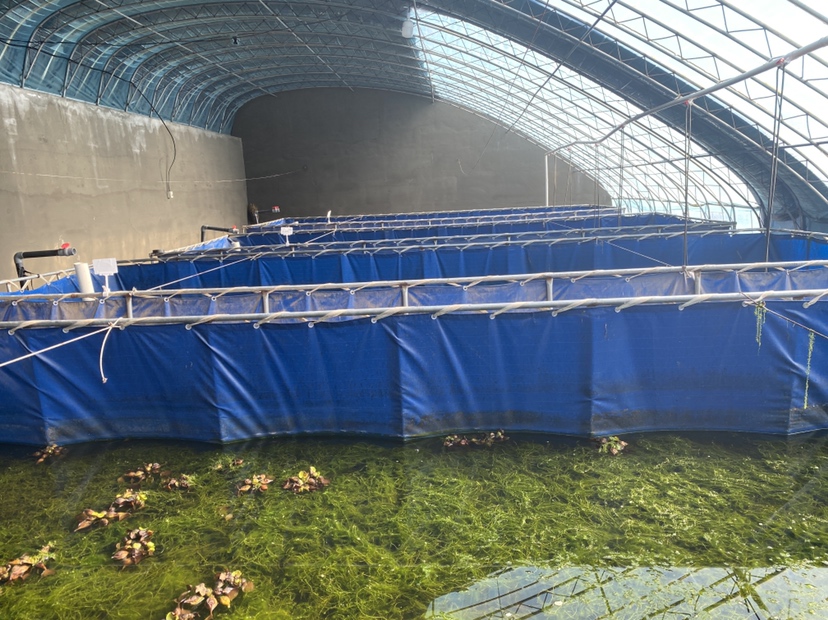 展示带有水草、增氧设备及投喂点的小龙虾种苗养殖池布局 小龙虾种苗养殖池环境布置图