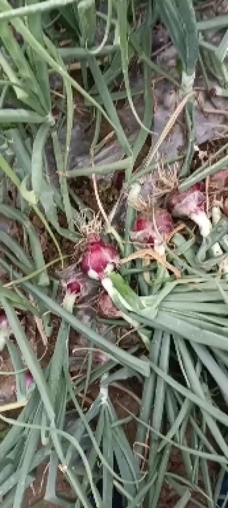 河南省新野县万亩紫皮洋葱大量上市