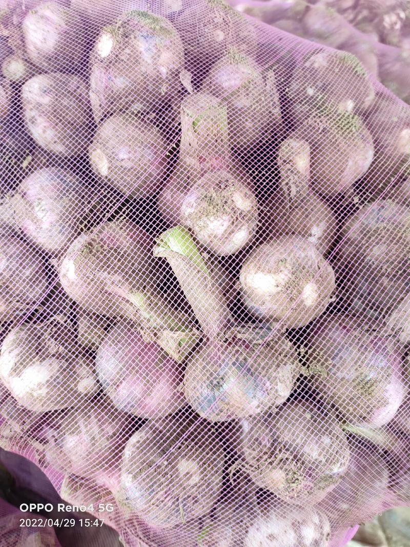 河南中牟鲜蒜蒜头紫皮蒜。早熟蒜种，产地直销，大量供应。