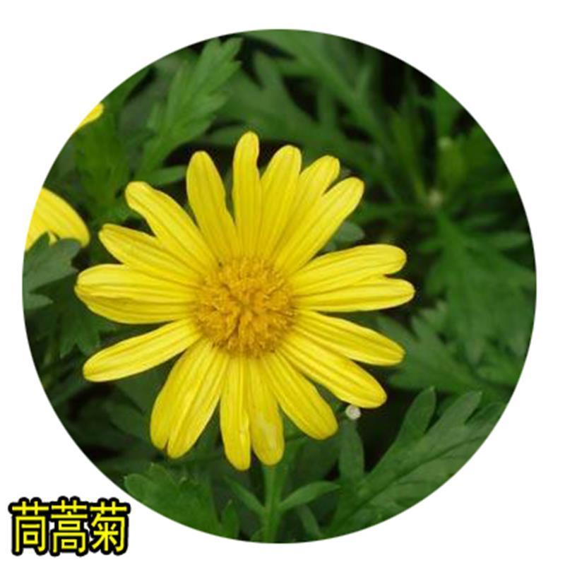 茼蒿菊种子，黄金菊花种籽木茼蒿种子，庭院景观花海绿化花卉