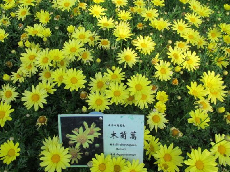茼蒿菊种子，黄金菊花种籽木茼蒿种子，庭院景观花海绿化花卉