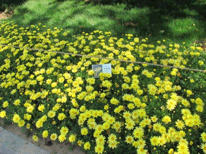 茼蒿菊种子，黄金菊花种籽木茼蒿种子，庭院景观花海绿化花卉