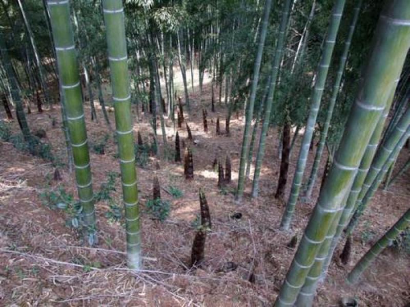 笋干，楠竹笋干