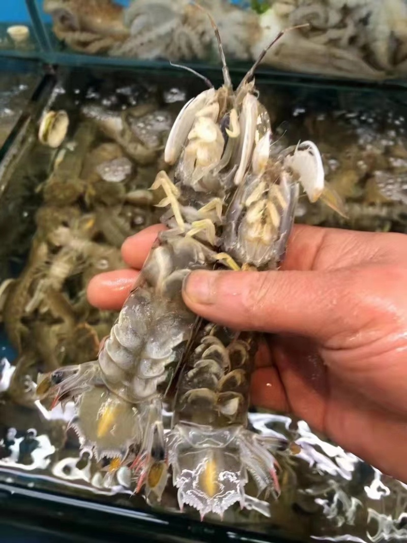 大母大公中号大母大公都有货