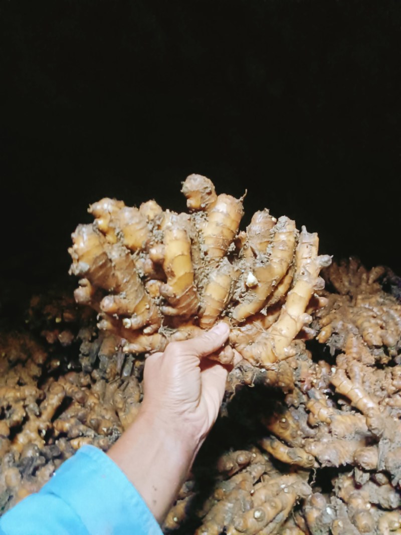 小黄姜