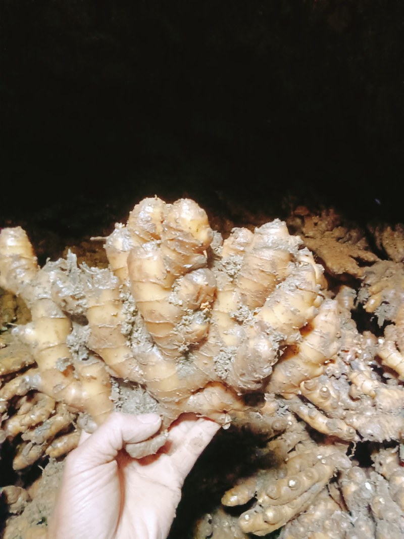 小黄姜