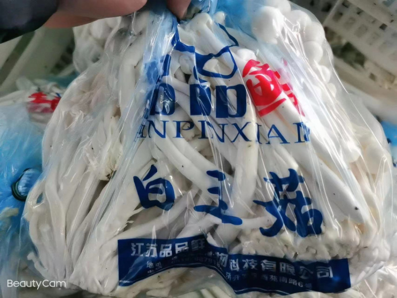 大量供应海鲜菇产地直销常年有货