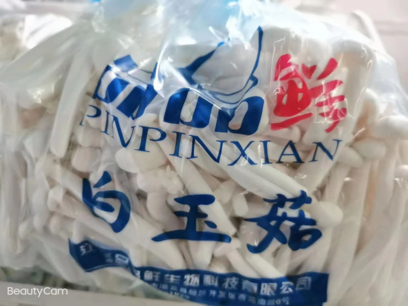 大量供应海鲜菇产地直销常年有货