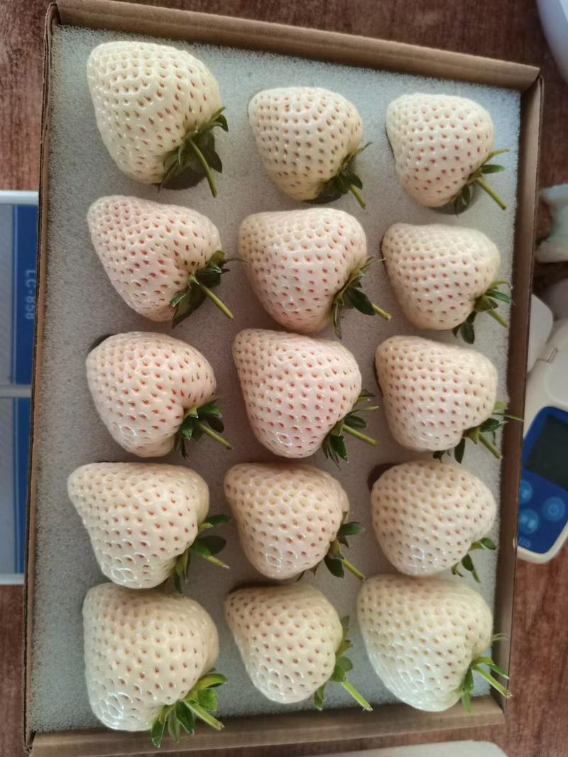 【草莓苗】白草莓脱毒苗基地直供质量保证欢迎采购白色恋