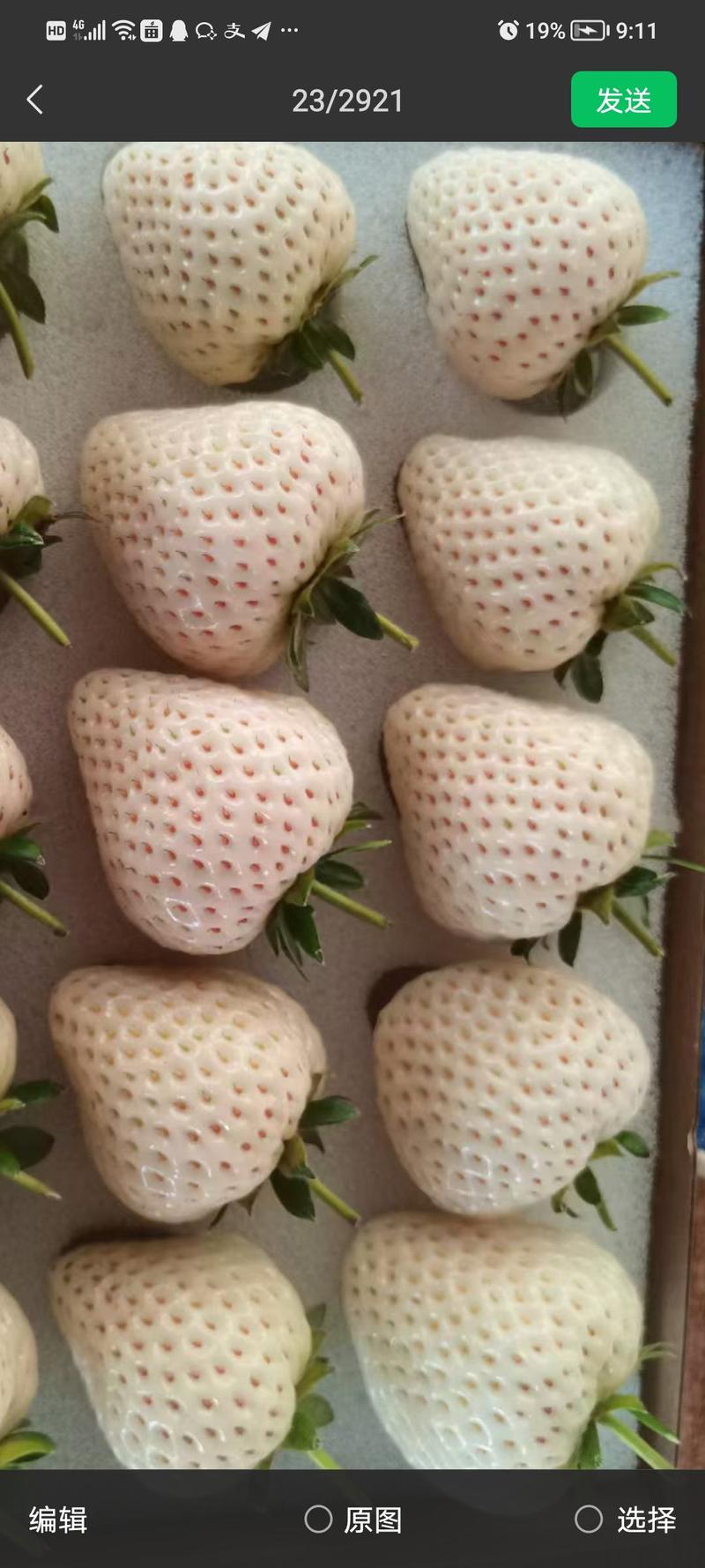 【草莓苗】白草莓脱毒苗基地直供质量保证欢迎采购白色恋