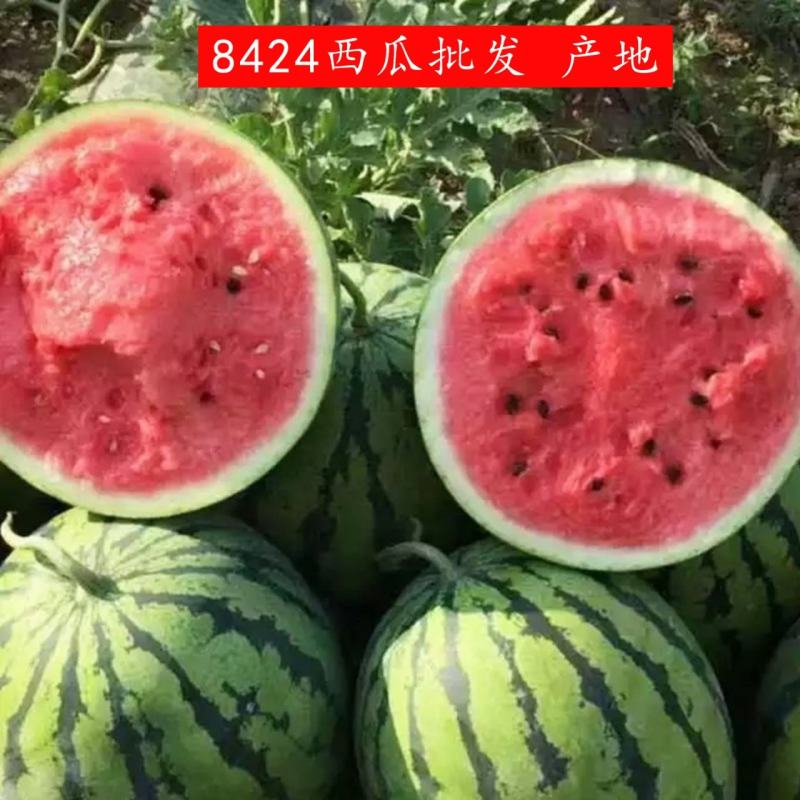 美都西瓜麒麟美都西瓜基地直销皮薄瓤甜，头茬好货