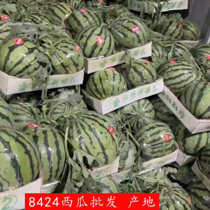 美都西瓜麒麟美都西瓜基地直销皮薄瓤甜，头茬好货