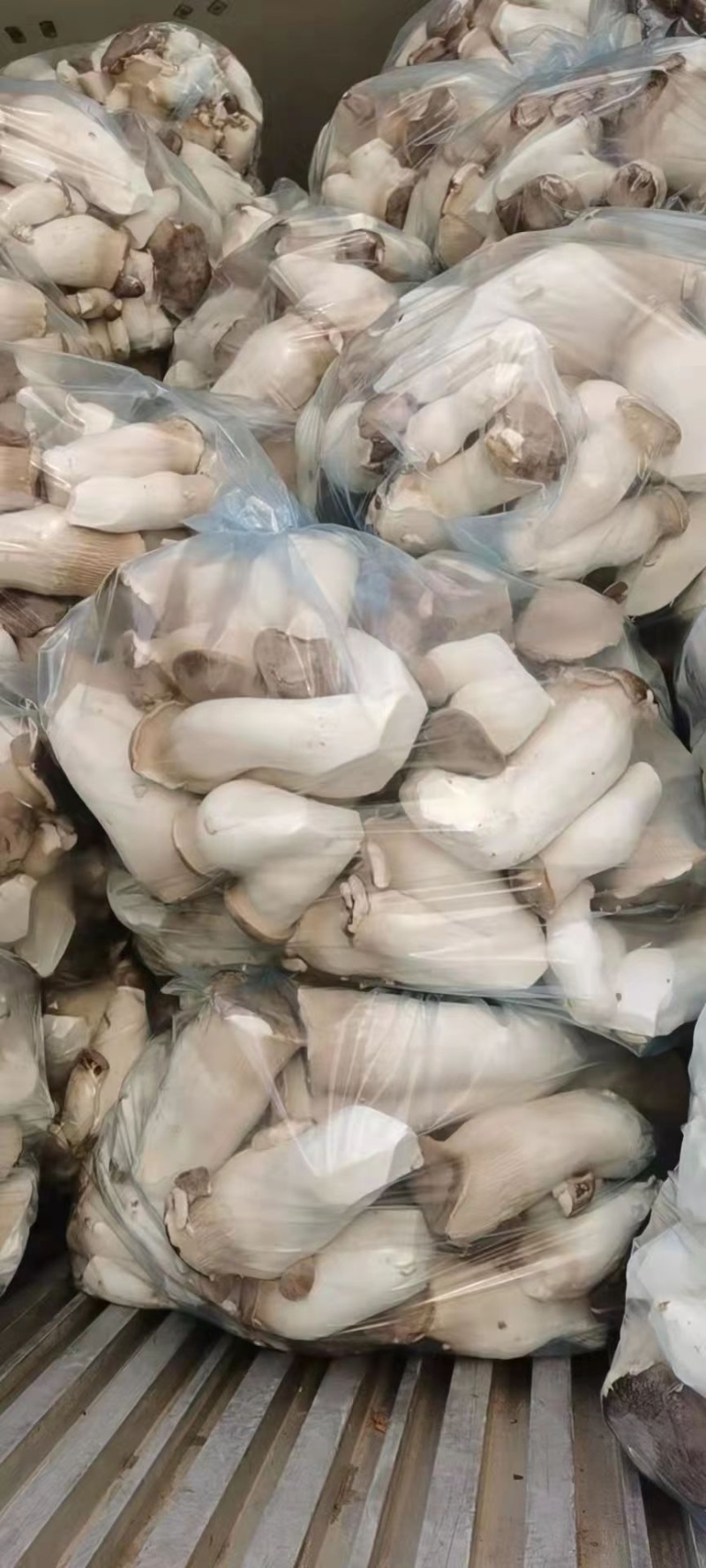 新鲜菇片长年供应产地直销