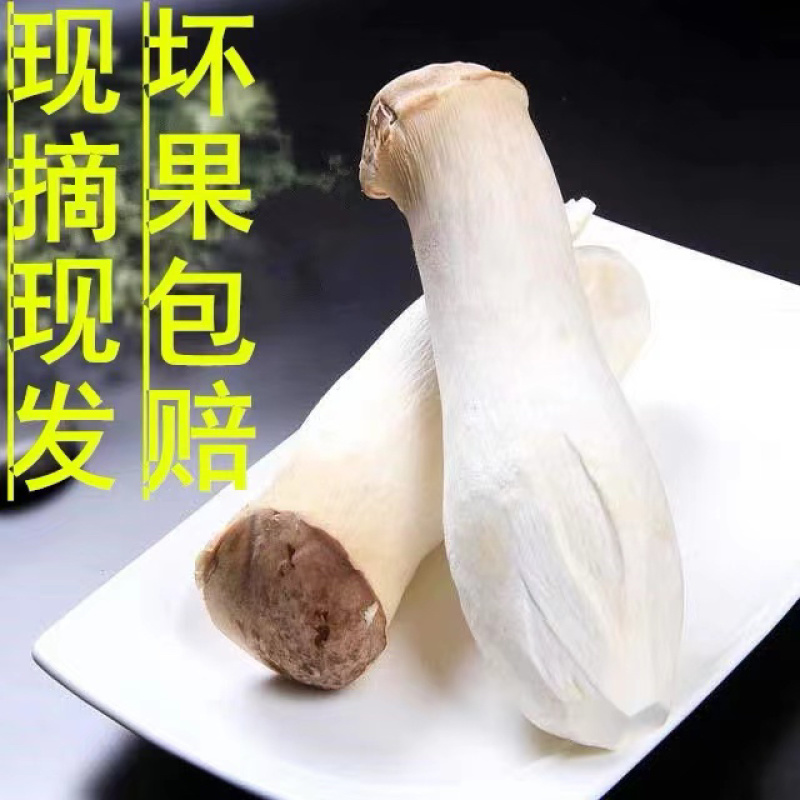 新鲜菇片长年供应产地直销