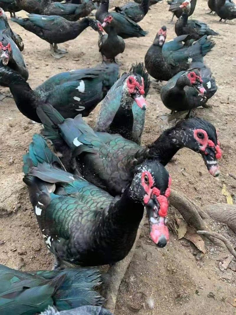 火鸭苗，番鸭苗，洋鸭苗包注射疫苗