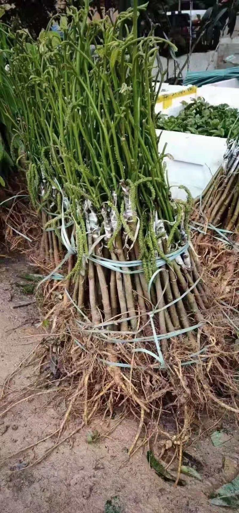 桑果树苗长果桑苗大果桑树苗正品嫁接苗