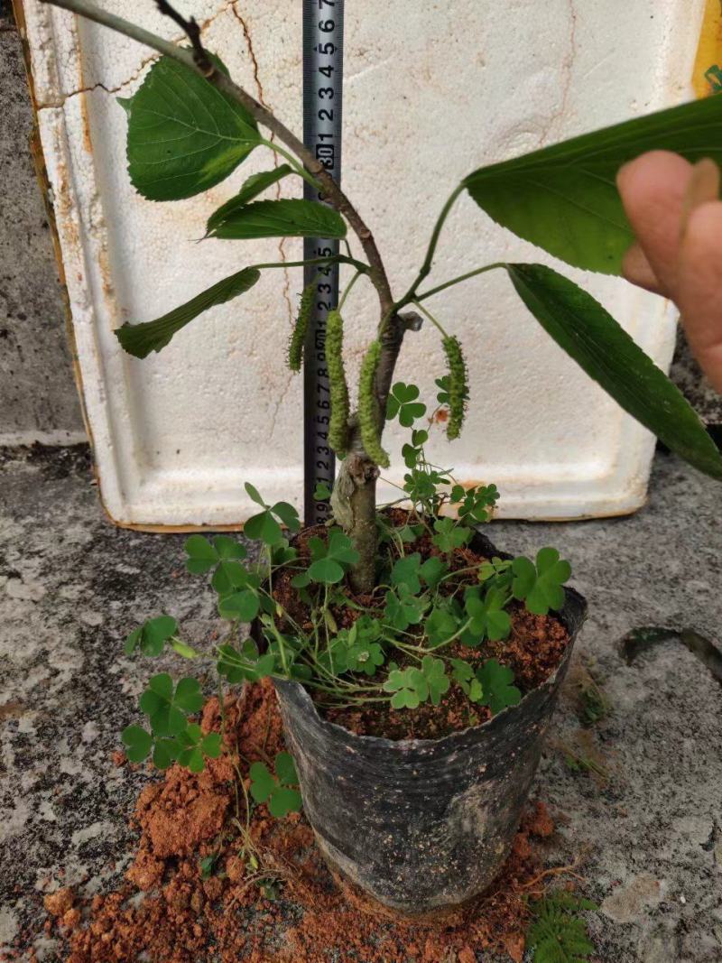 桑果树苗长果桑苗大果桑树苗正品嫁接苗