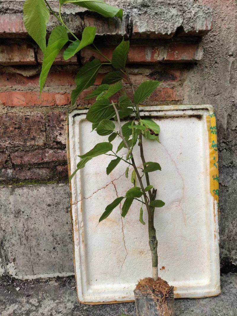 桑果树苗长果桑苗大果桑树苗正品嫁接苗