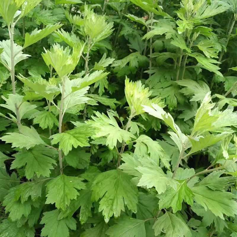 艾草种子食用药用种孑四季新鲜艾草种籽青团香艾绒籽四季驱蚊