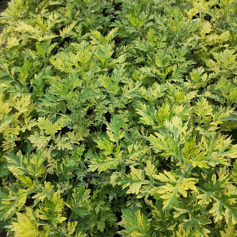 艾草种子食用药用种孑四季新鲜艾草种籽青团香艾绒籽四季驱蚊