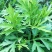 艾草种子食用药用种孑四季新鲜艾草种籽青团香艾绒籽四季驱蚊