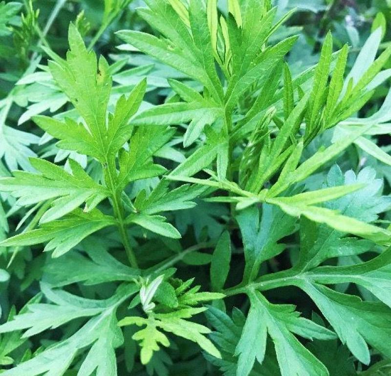 艾草种子食用药用种孑四季新鲜艾草种籽青团香艾绒籽四季驱蚊