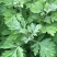 艾草种子食用药用种孑四季新鲜艾草种籽青团香艾绒籽四季驱蚊