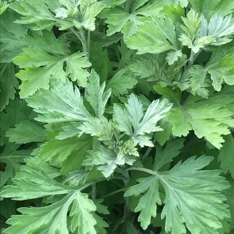艾草种子食用药用种孑四季新鲜艾草种籽青团香艾绒籽四季驱蚊