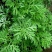 艾草种子食用药用种孑四季新鲜艾草种籽青团香艾绒籽四季驱蚊