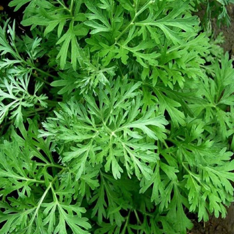 艾草种子食用药用种孑四季新鲜艾草种籽青团香艾绒籽四季驱蚊