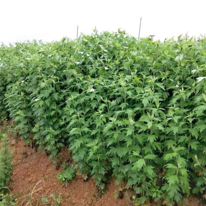 艾草种子食用药用种孑四季新鲜艾草种籽青团香艾绒籽四季驱蚊
