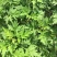 艾草种子食用药用种孑四季新鲜艾草种籽青团香艾绒籽四季驱蚊