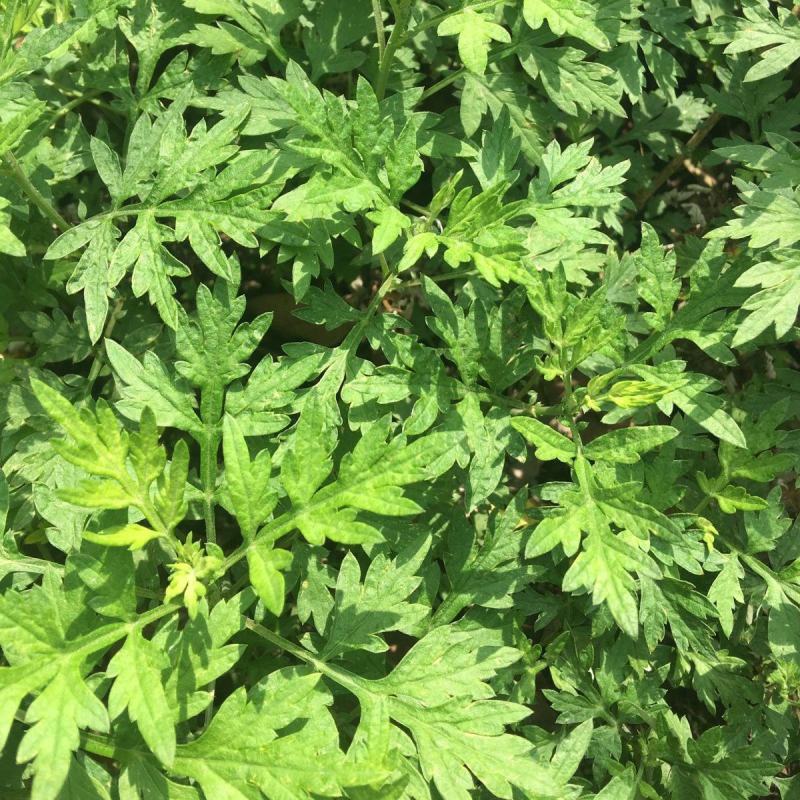 艾草种子食用药用种孑四季新鲜艾草种籽青团香艾绒籽四季驱蚊