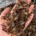 长白山梅花鹿鹿茸鹿茸片干鹿茸东北纯正源头批发直销一件代发