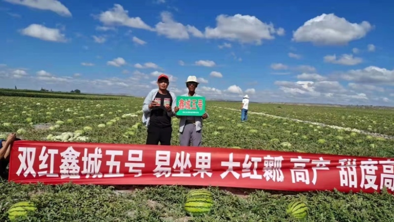 双红鑫城五号西瓜种子品种大红瓤品种种子