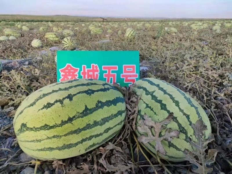 双红鑫城五号西瓜种子品种大红瓤品种种子