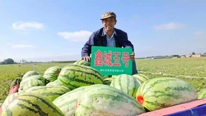 双红鑫城五号西瓜种子品种大红瓤品种种子