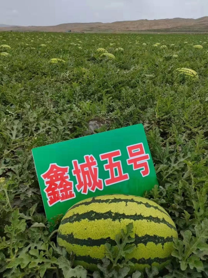 双红鑫城五号西瓜种子品种大红瓤品种种子