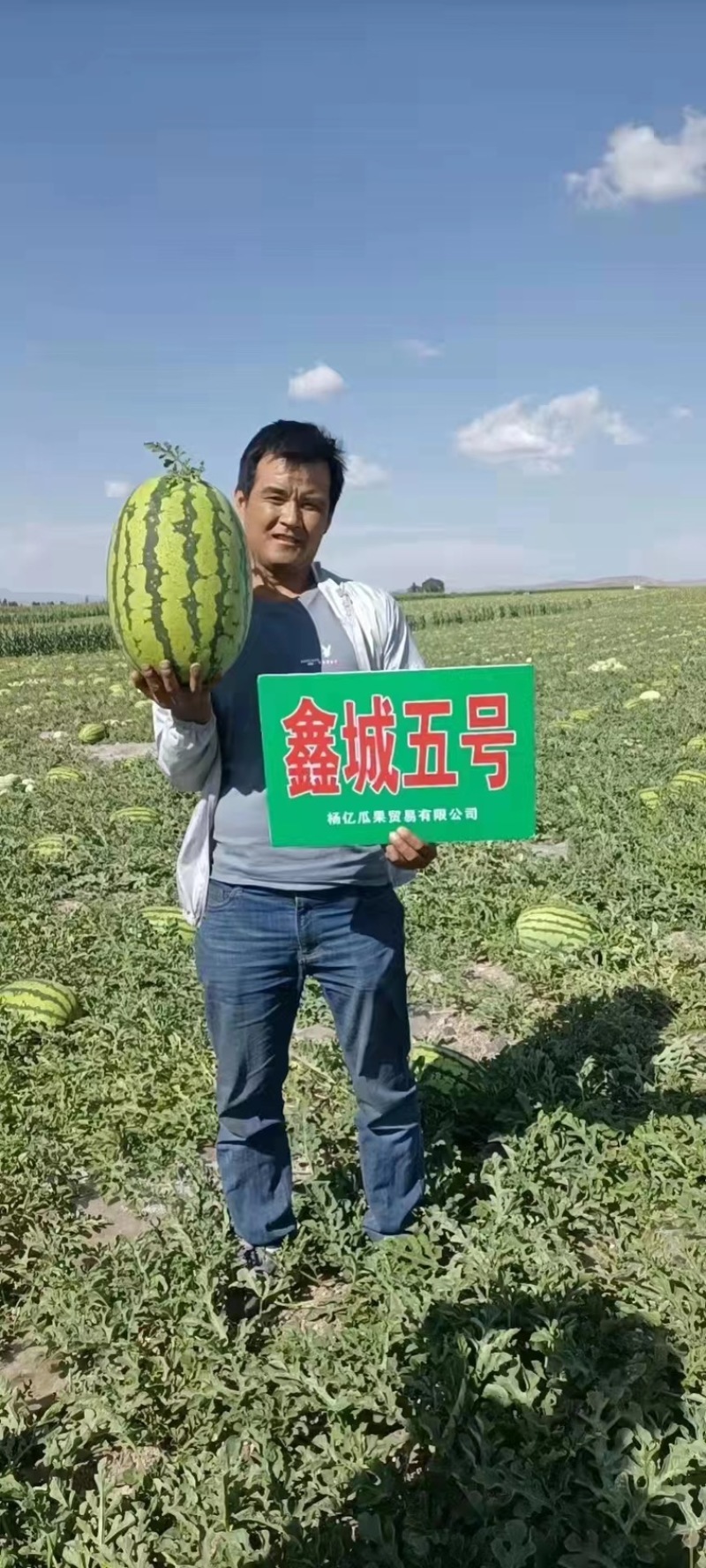 双红鑫城五号西瓜种子品种大红瓤品种种子