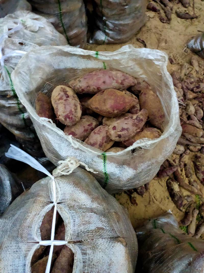 广东湛江紫薯对接电商市场社区团购一手货源保质保量
