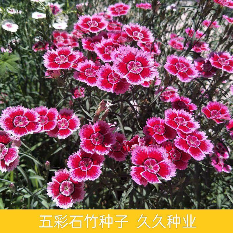 五彩石竹种子四季种易活混色须苞石竹十样锦美国石竹草花种子