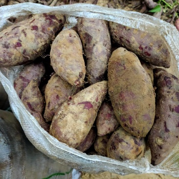 广东湛江紫薯对接电商市场社区团购一手货源保质保量