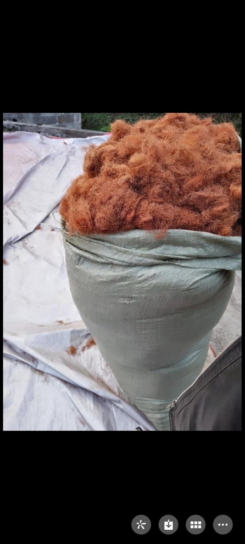 玉米须